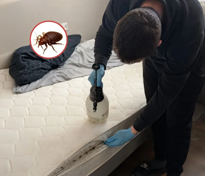 Technicien traitant un matelas contre les punaises de lit à Saint-Yon